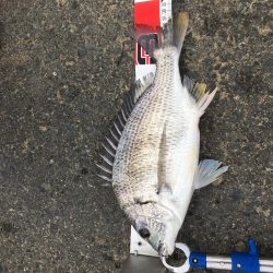 １投目からキビレチヌ釣った。やったぜ＾＾＾